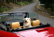 Samochód używany od dealera. Sprawdź, dlaczego warto go wybrać