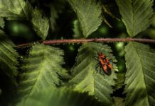 Co ile wymiana tarcz hamulcowych w rowerze?