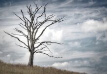 Ile rysi żyje w Polsce?