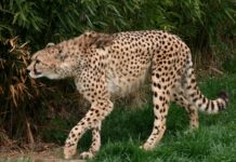 Jakie jest najszybsze BMW na świecie?