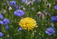 Za co odpowiada EBS?