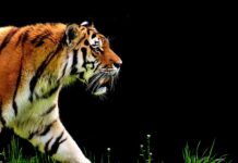 Czy przy odpalaniu automatu z hamulcem?