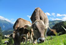 Gdzie jest najwięcej krów na świecie?