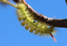 Jaki prostownik do BMW?