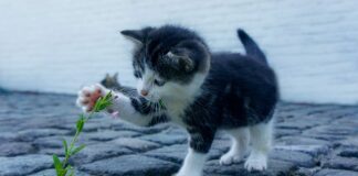 Czy części do Hondy są drogie?