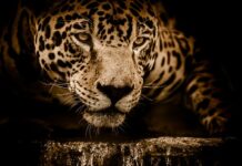 Ile kosztuje Jaguar i pace?