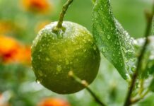 Ile max jedzie 125? Ile max jedzie 125?