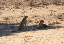 Jaki motor 125 jest najszybszy? Jaki motor 125 jest najszybszy?