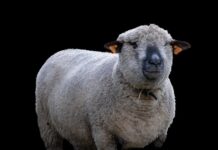 Czy warto hodować zwierzęta?