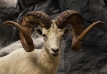 Gdzie chowa się najwięcej owiec?