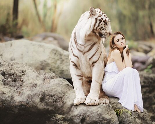 Ile pali czołg Tygrys?