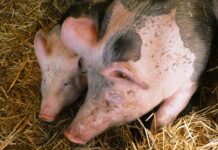 Czy można mieć świnie na własny użytek?