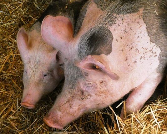 Czy można mieć świnie na własny użytek?