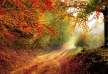 Co to jest mgła olejowa? Co to jest mgła olejowa?