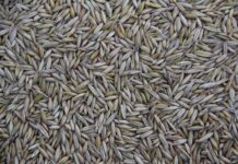 Gdzie jest produkowany Seat Arona?