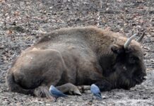 Jak rozpocząć hodowlę?