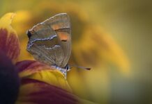 Czym umyć samochód żeby nie było smug?