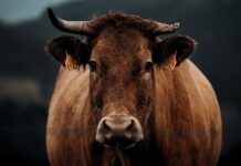 Czym różni się chów zwierząt od hodowli?