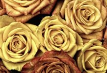 Czym się różni Baran od owcy?