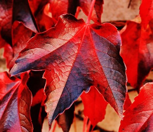 Jaki jest największy heder do kombajnu?