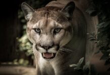 Czy Puma jest legalna w Polsce?