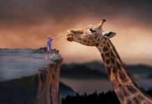 Ile lat może żyć świnia?