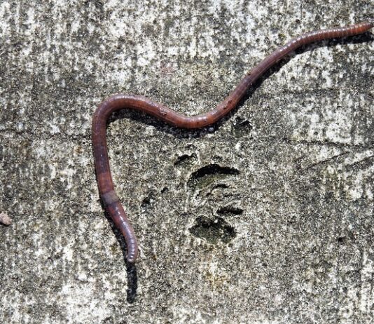 Jaka szczelina między klepiskiem a cepami?