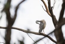 Co to jest gładzenie?