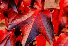 Z czego składa się Heder?