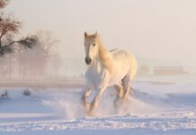 Ile pali kona? Ile pali kona?