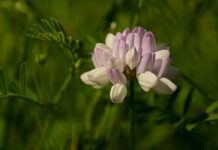 Co to Vario w Hederze?