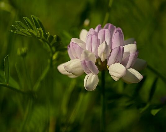 Co to Vario w Hederze?